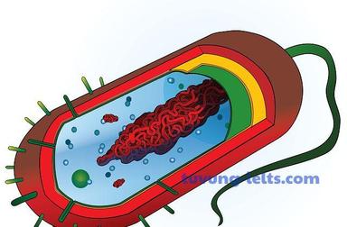 bacterial