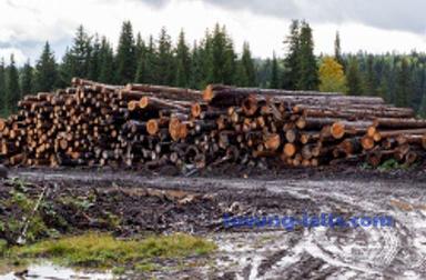 deforestation
