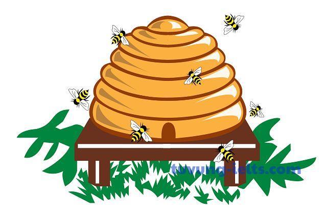 hive