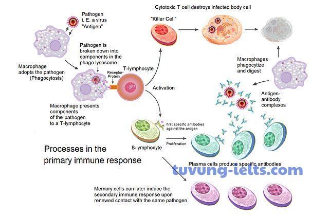 immune