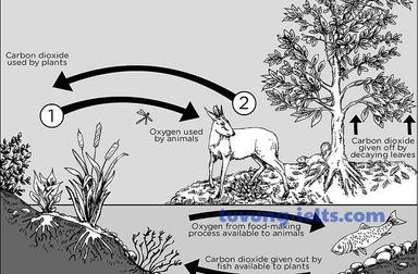 low-carbon