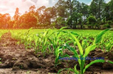 agriculture