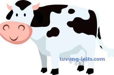 cattle