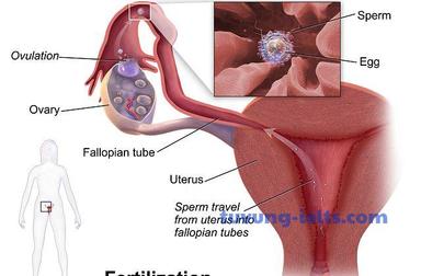 conception