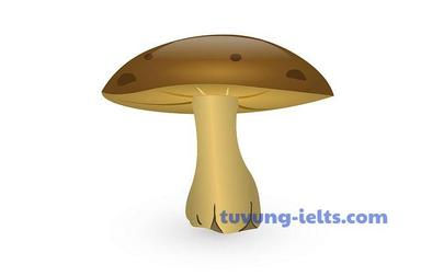 fungus