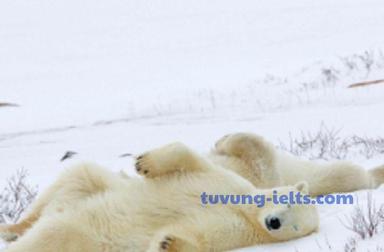 hibernate