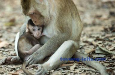 maternal instinct