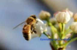 Tuvung-ielts.com - Từ vựng IELTS theo Chủ đề-This Earth