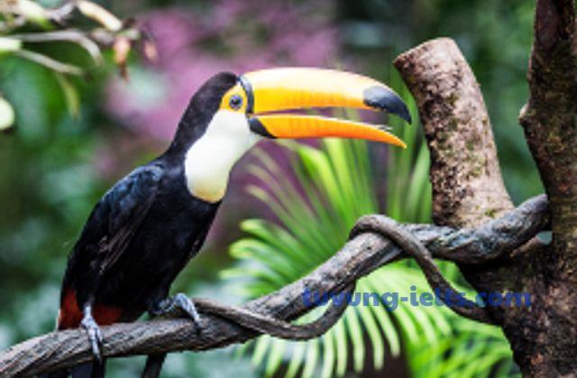 fauna